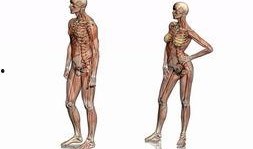 人体模型最新爆料图,未来健康生活新趋势